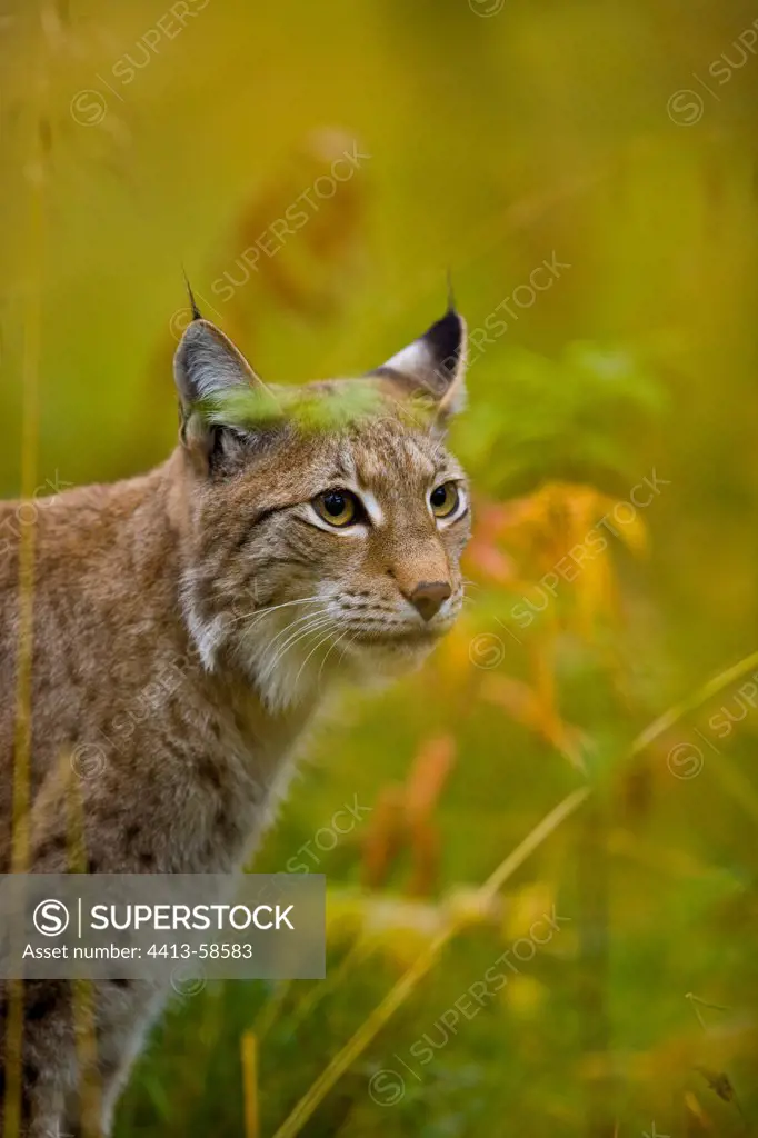Eurasian Lynx autumn Lapland Finland