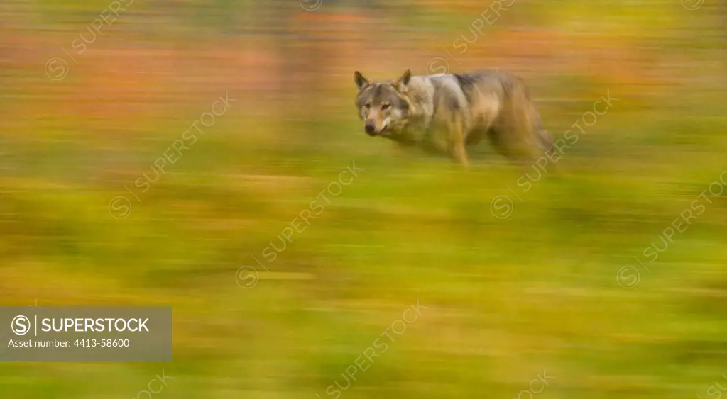 Wolf watch out autumn Lapland Finland