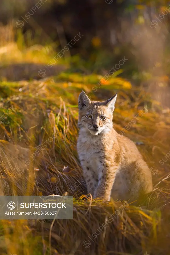 Young Eurasian Lynx autumn Lapland Finland
