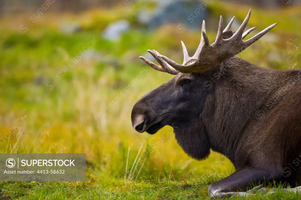 Portrait of Elk in autumn Lapland Finland