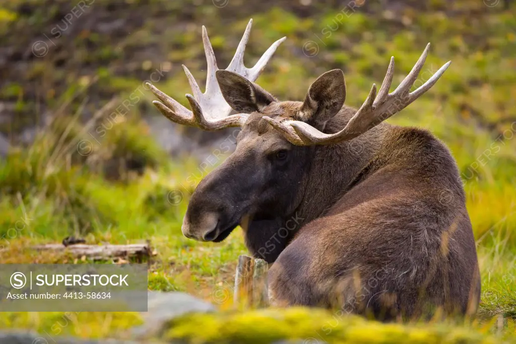 Elk at rest in autumn Lapland Finland