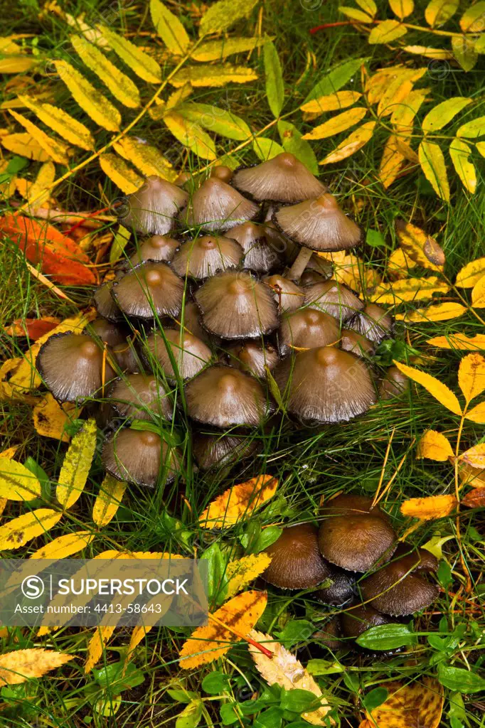 Mushrooms fall Lapland Finland