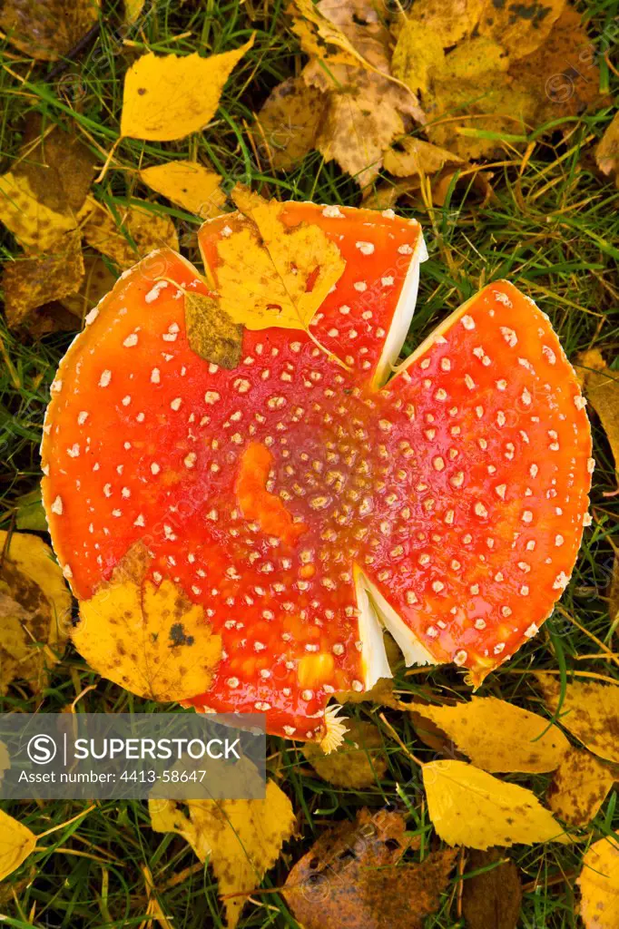 Fly Agaric fall Lapland Finland