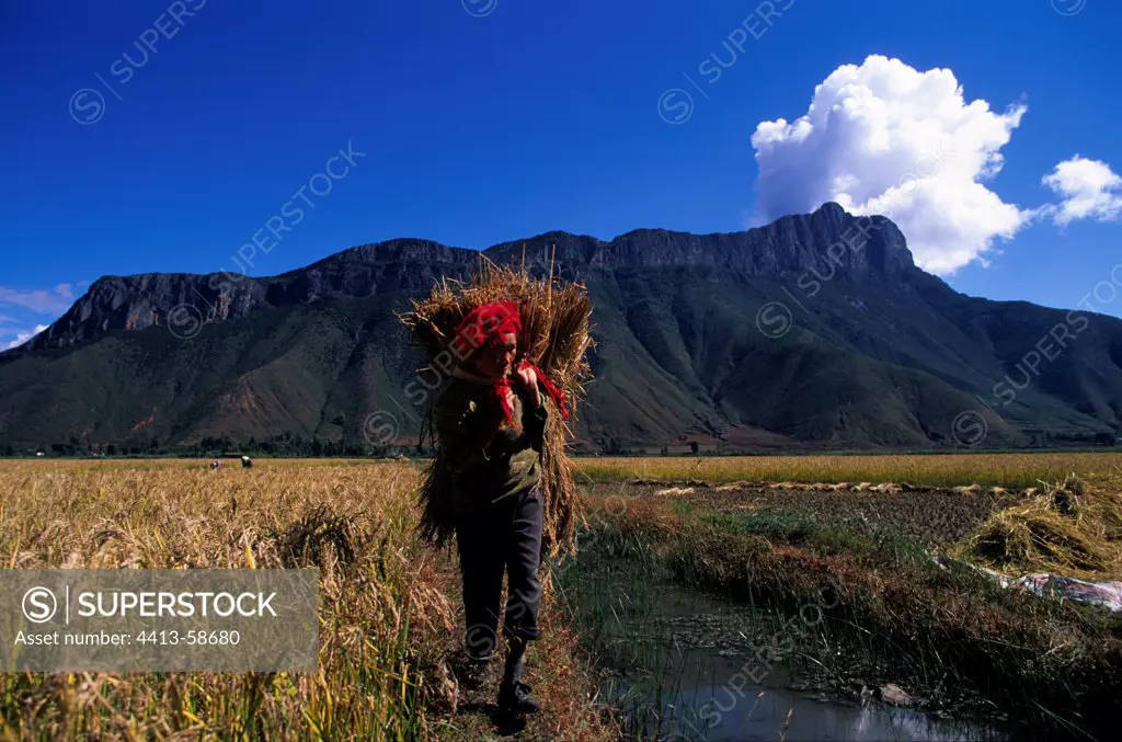 Young peasant Moso report a bundle of China Yunnan Rice