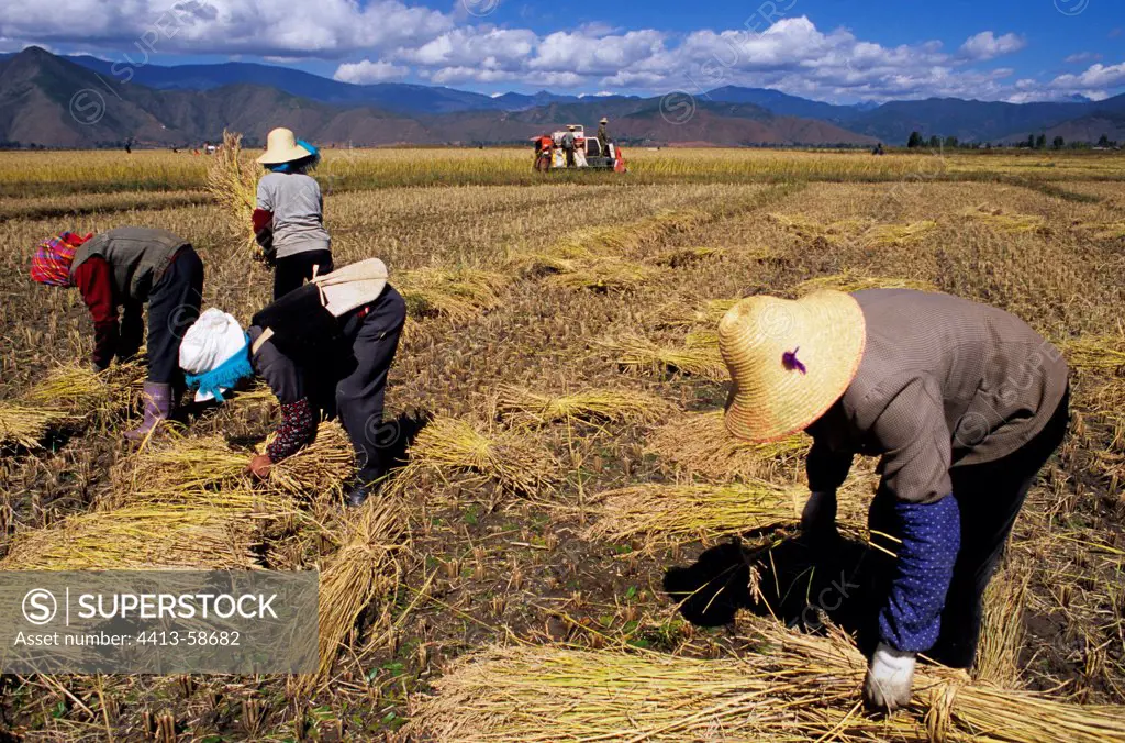 Bundle of rice in Yunnan China
