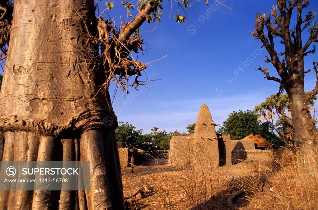 Baobab at the village entrance Tieblena Mali