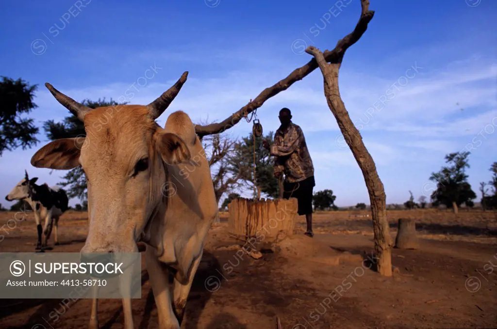 Man drawing water from wells to water his flock