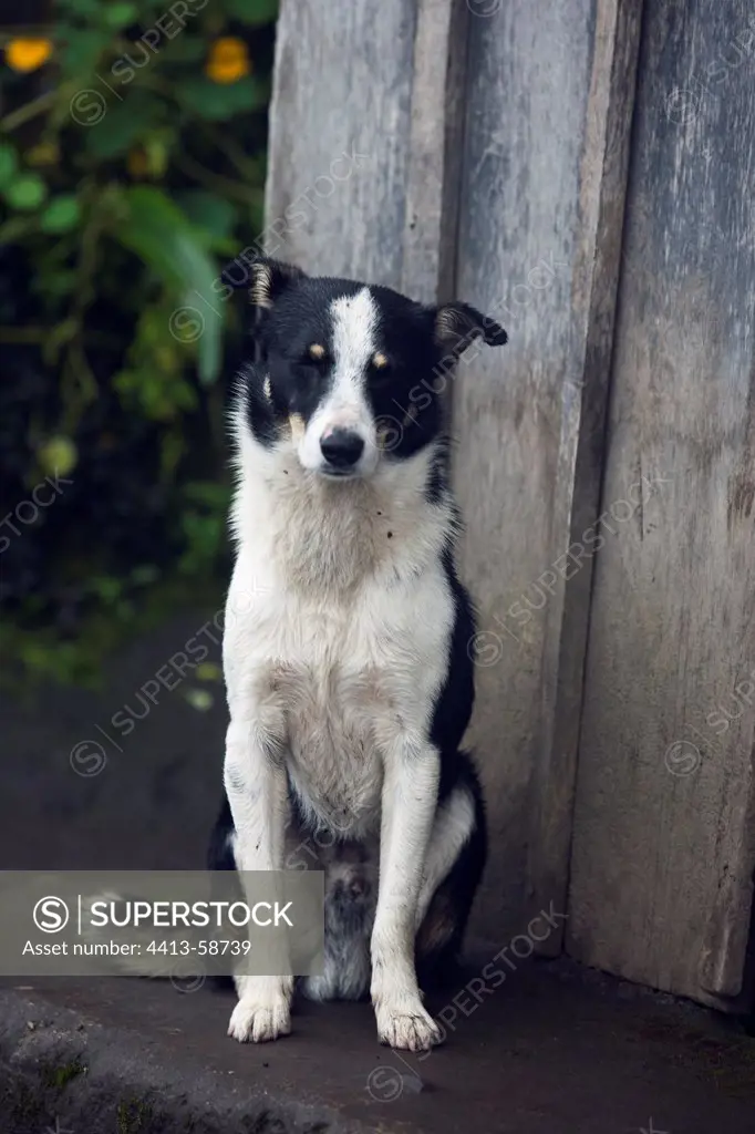 Portrait of a dog sitting outside in Ecuador