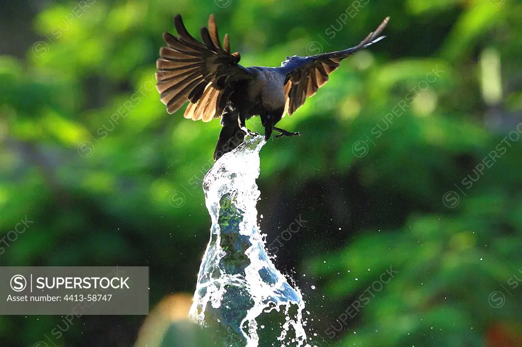House Crow drinking water from a fountain Zanzibar