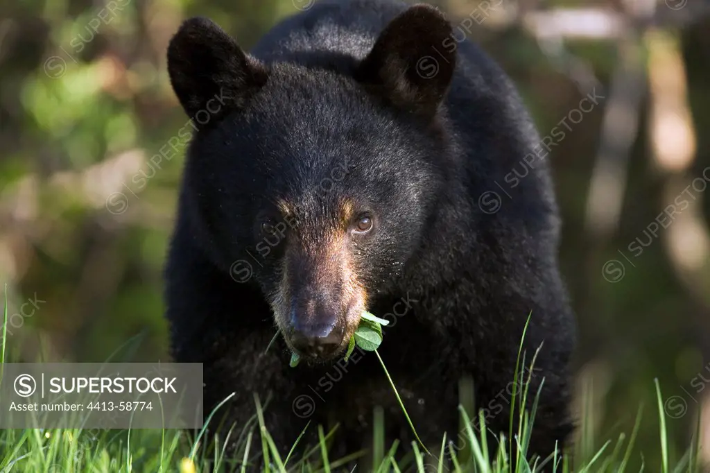 Black bear in meadow Forillon NP QuebecCanada