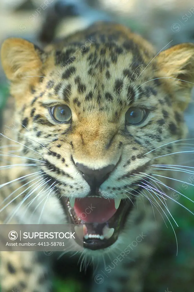 Portrait of a young Amur Leopard threatening France