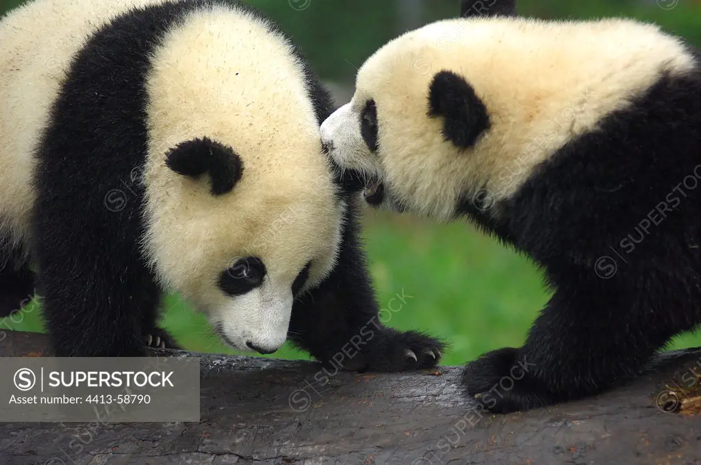 Two Giant Panda cubs playing China
