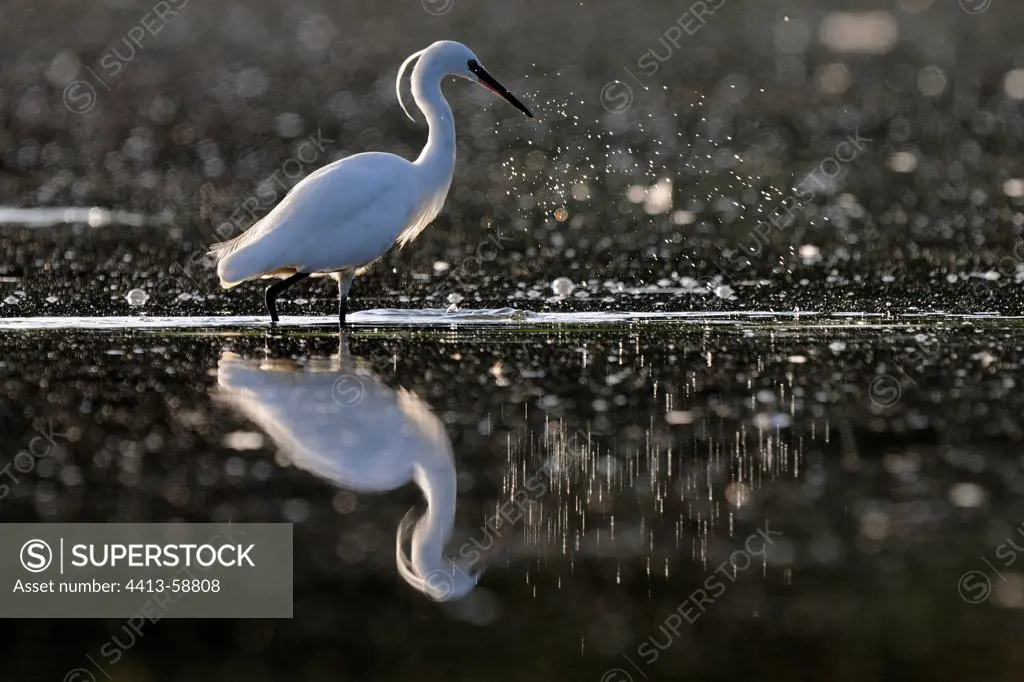 Little Egret in water Allier France