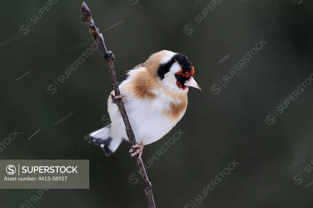 European Goldfinch on a branch France