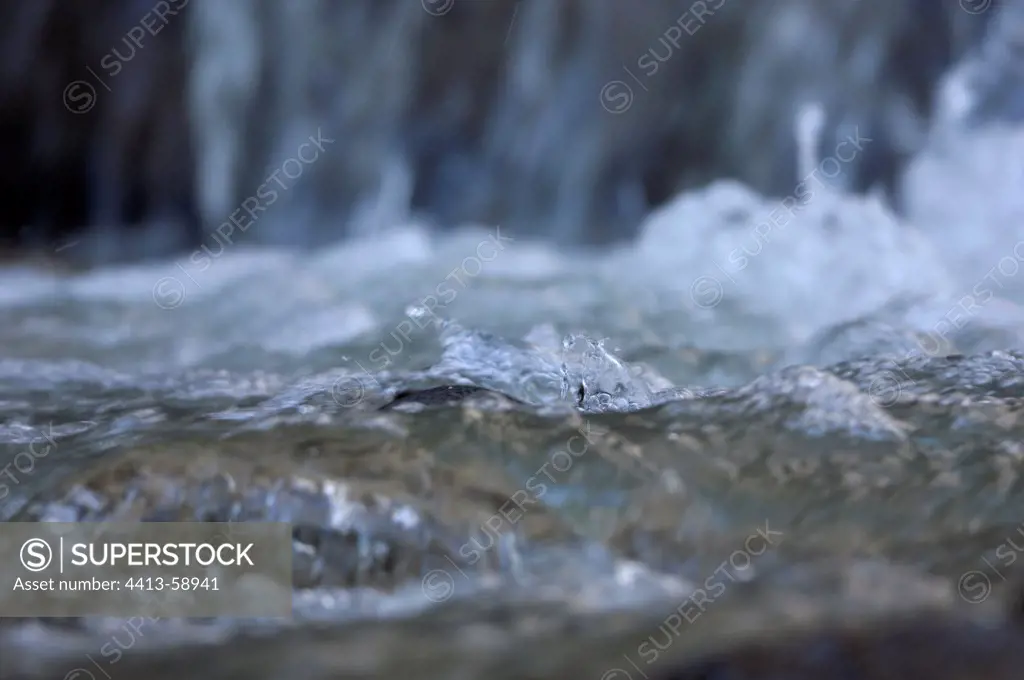 White-throated dipper diving in a river France