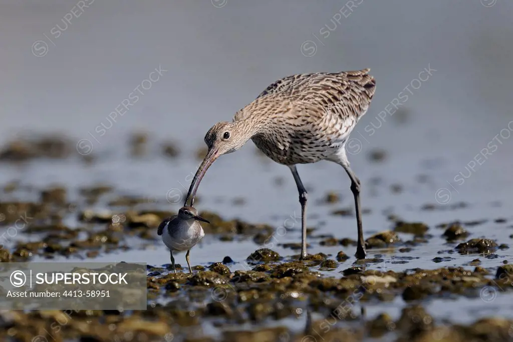 Eurasian Curlew and Common Sandpiper in mud France