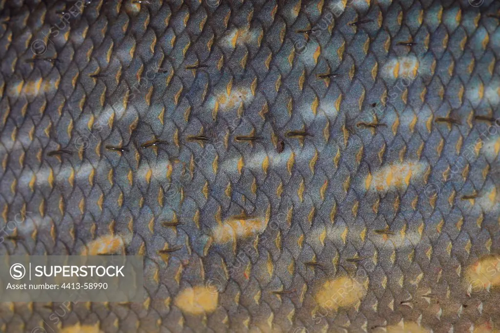 Scaly skin of a Northern Pike France