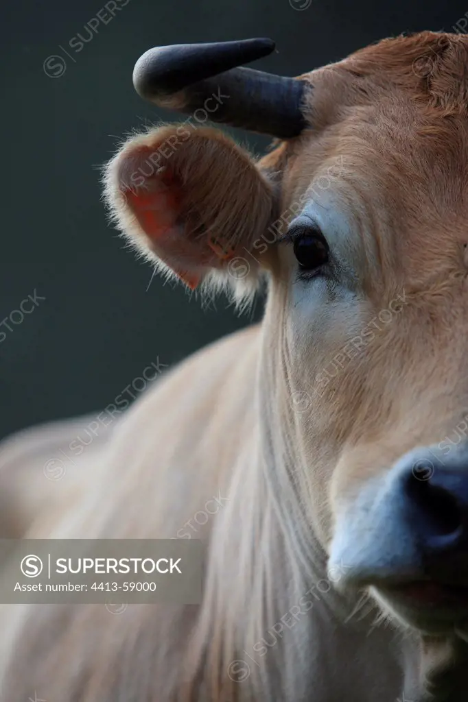 Portrait of a Nantaise cow France