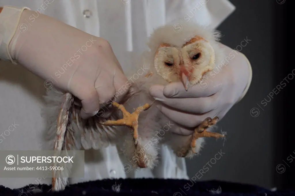 Examination of the wing of a young Barn Owl France