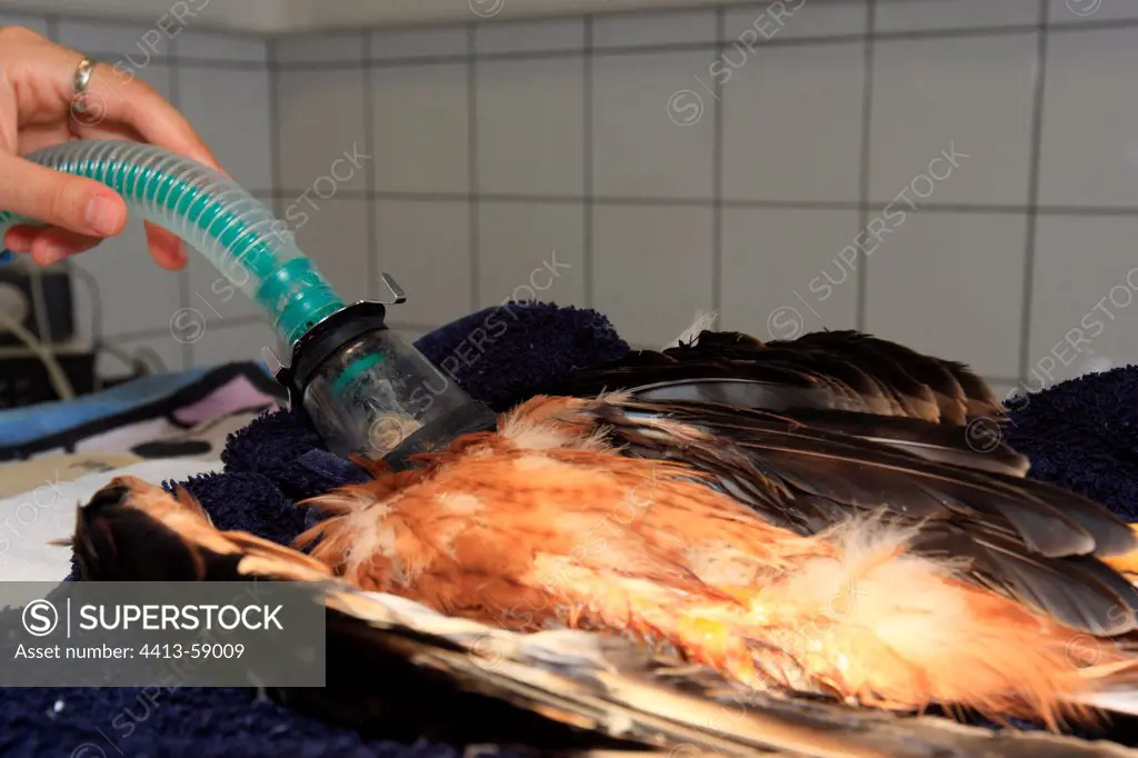 Anesthesia of a prey bird with broken leg before operation