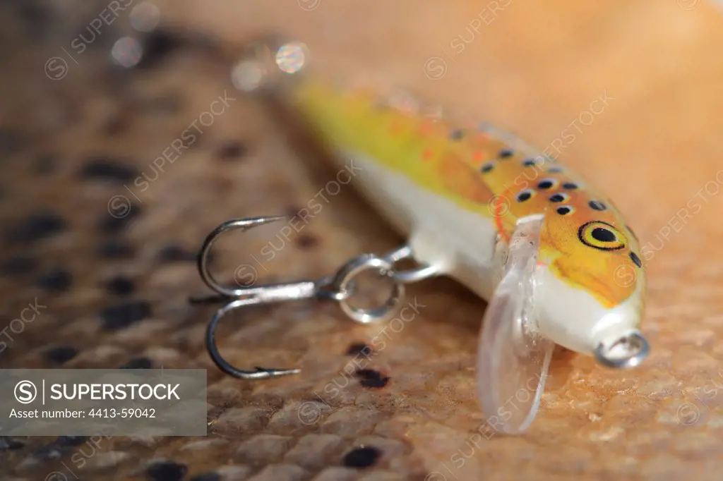 Artificial lure on skin of freshly caught fishFrance