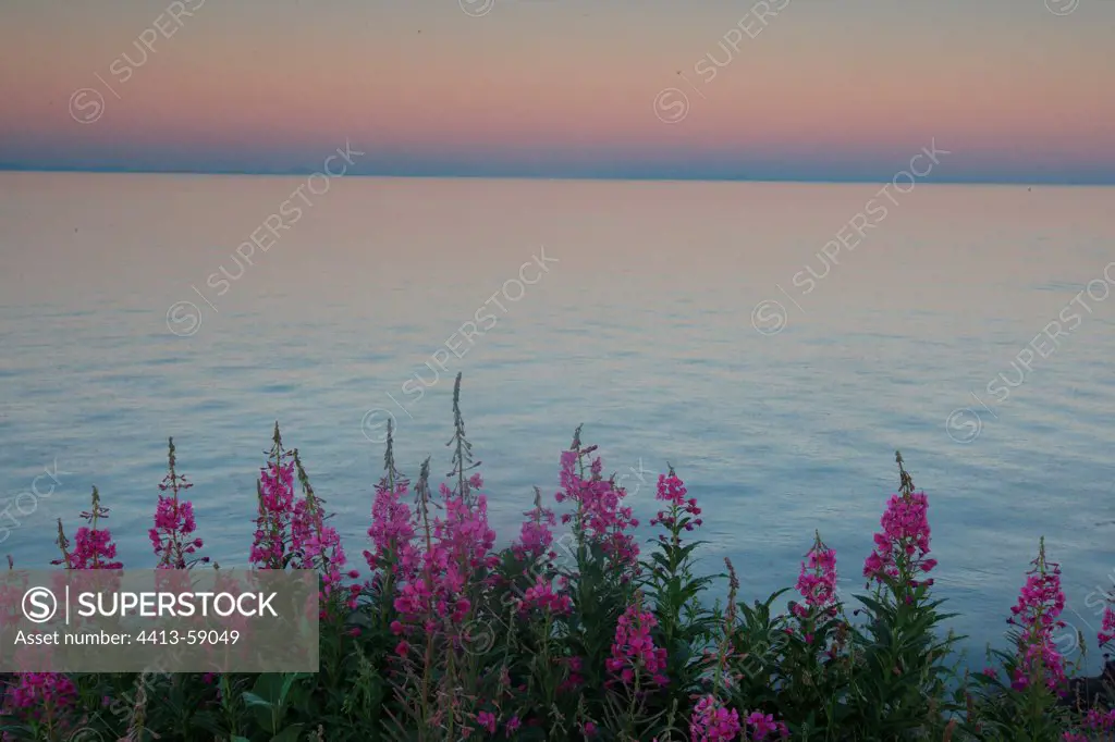 Fireweeds in bloom on a bank of a lake France
