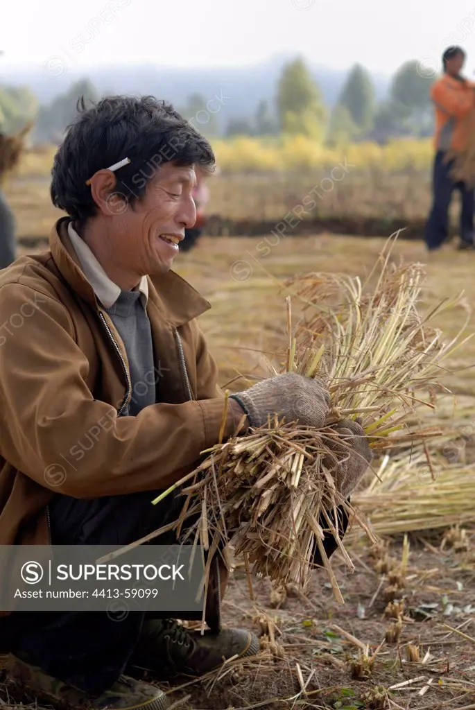Farmer Moso performing bundle of China Yunnan Rice