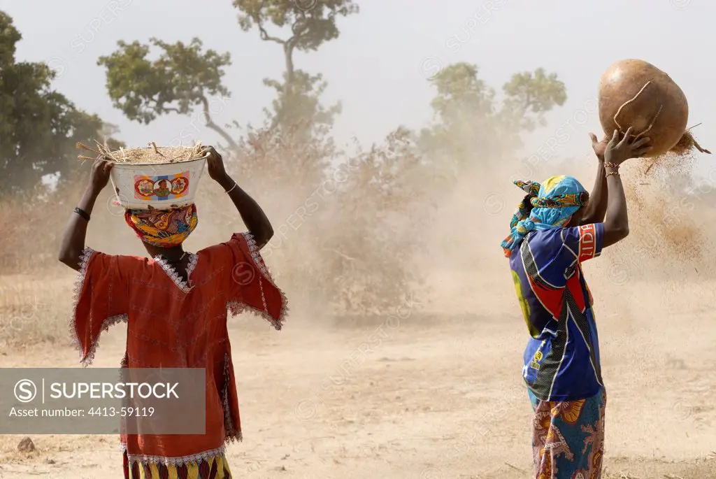 Women winnowing the Mil Domon Region Segou Mali