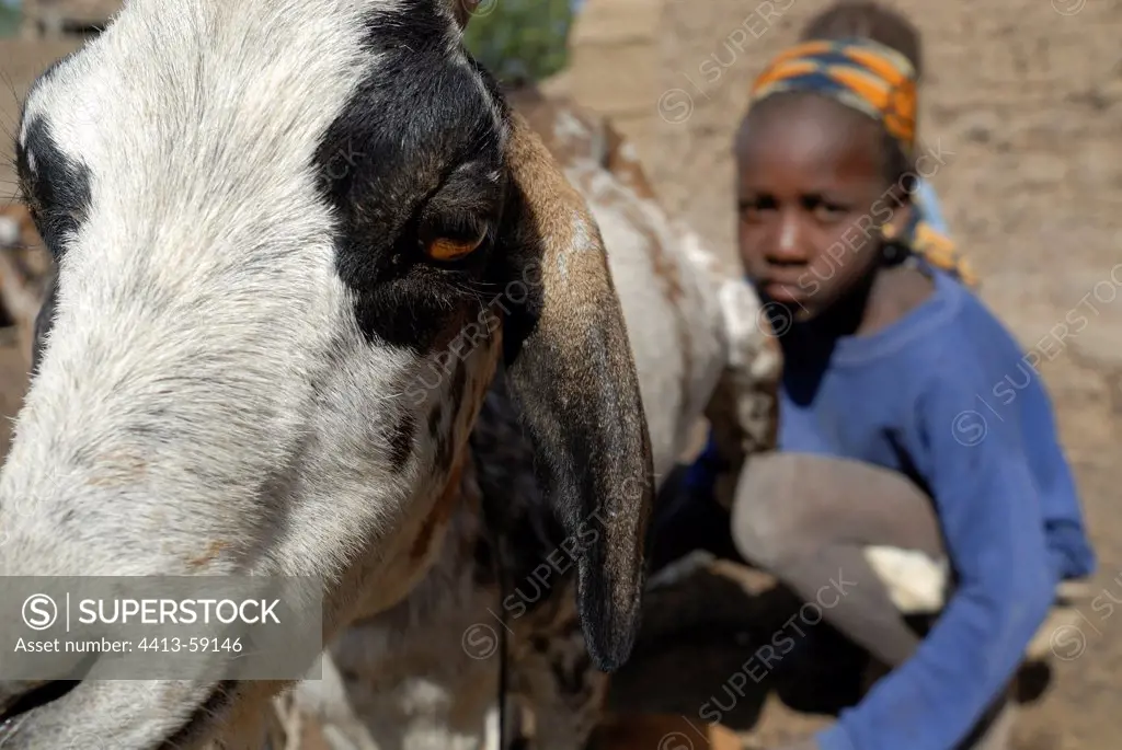 A girl during milking goats Tieblena Mali