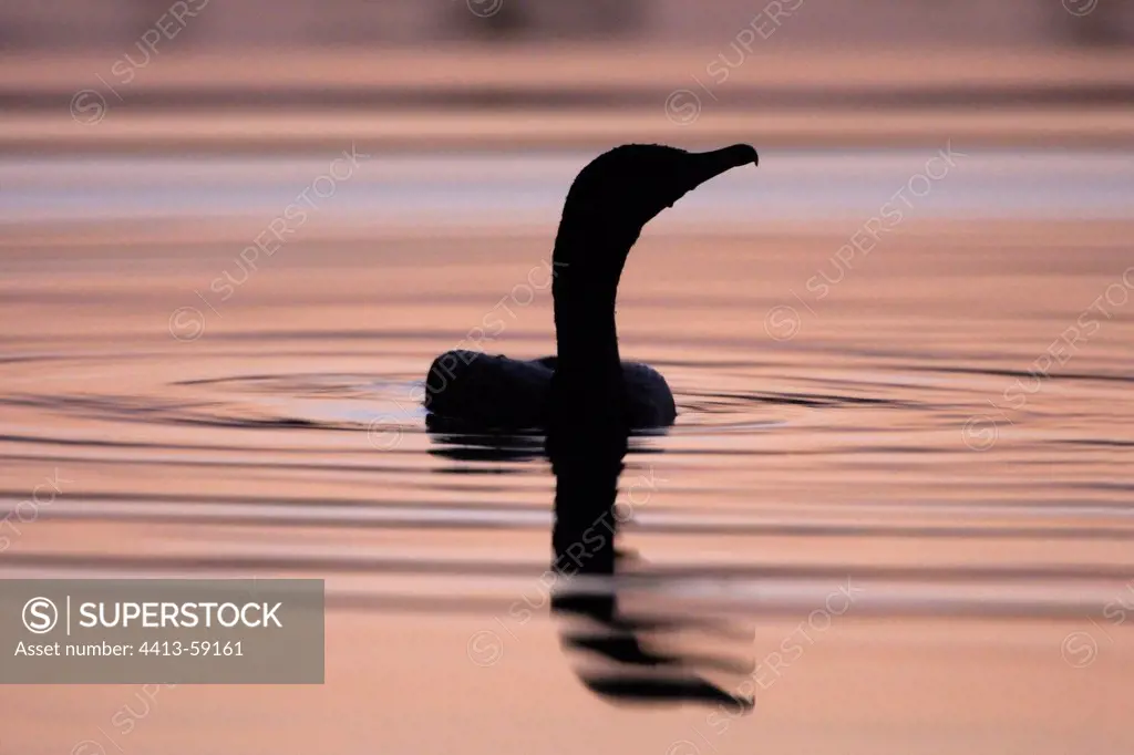 Silhouette of a Great Cormorant swimming France