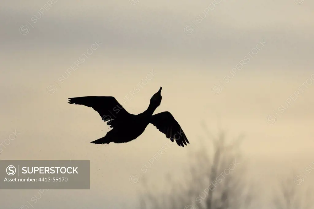 Silhouette of a Great Cormorant flying France