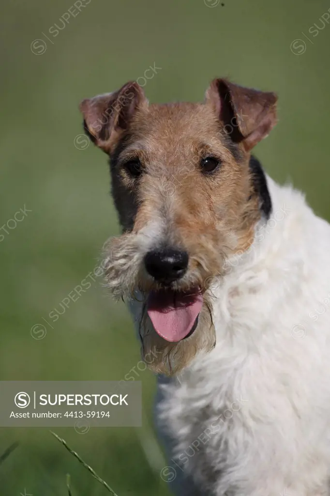 Portrait Fox Terrier Wirehair France