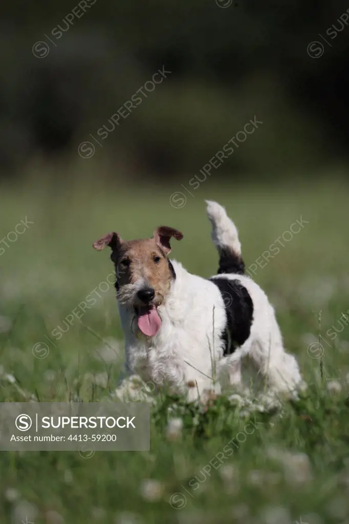 Fox Terrier Wirehair in a meadow France