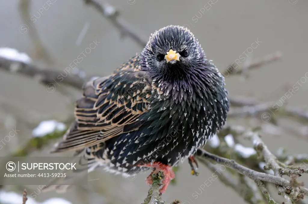 Common Starling on a branch France