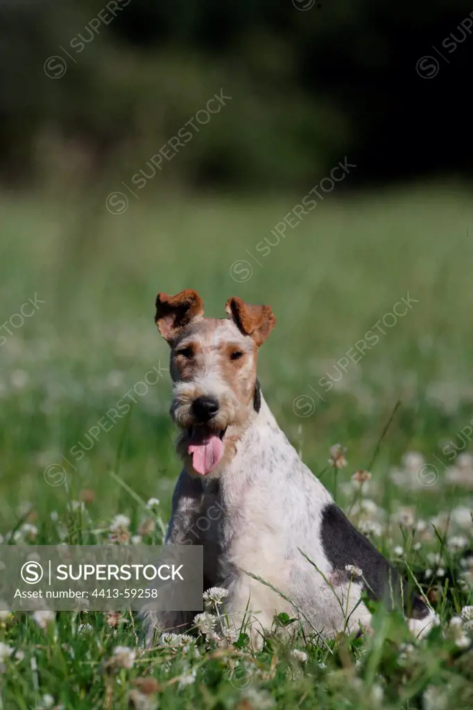 Wire Fox terrier sitting in clovers France