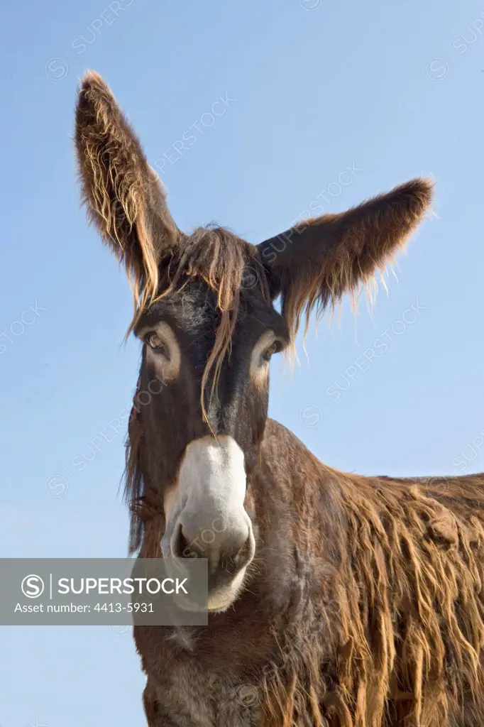 Portrait of a Poitou Donkey France