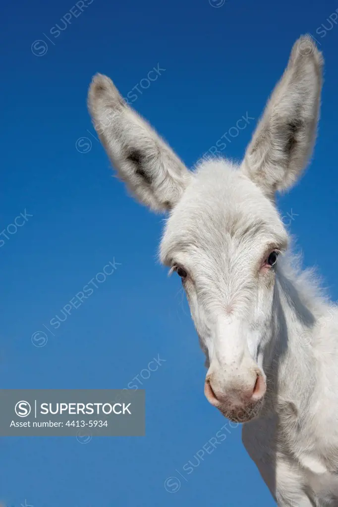 Portrait of white egyptian donkey France