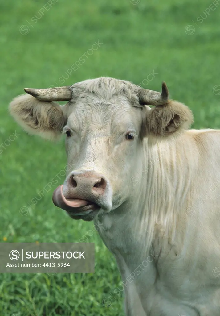 Portrait of a Charolaise cow licking its muffle France