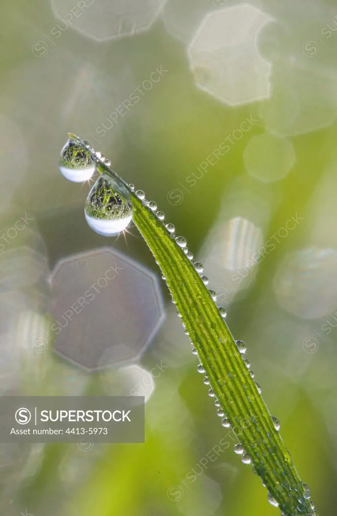 Dewdrops on a young corn seedling France