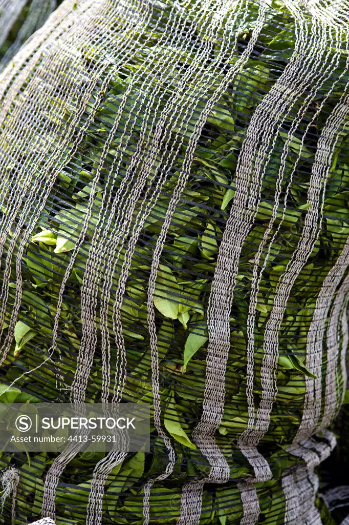 Fresh Tea leaves in bag to tea factory Sri Lanka