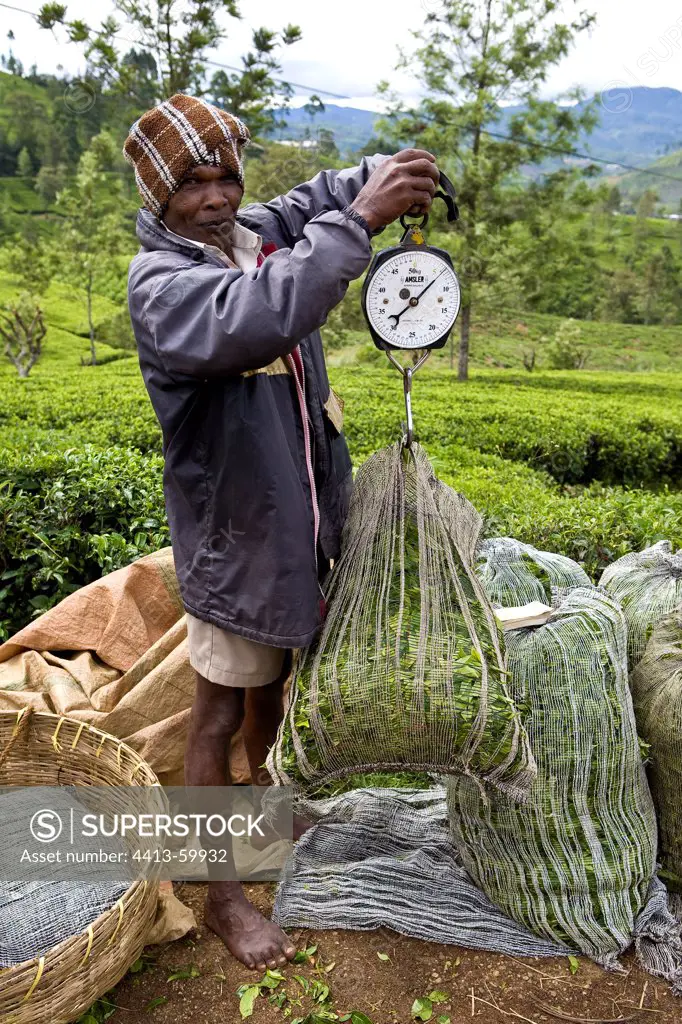 Weighing tea leaves fresh bag Sri Lanka