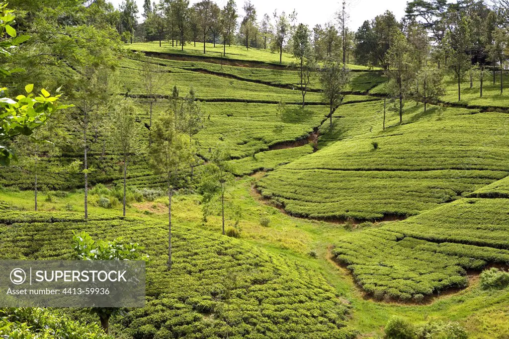 Tea plantation Sri Lanka