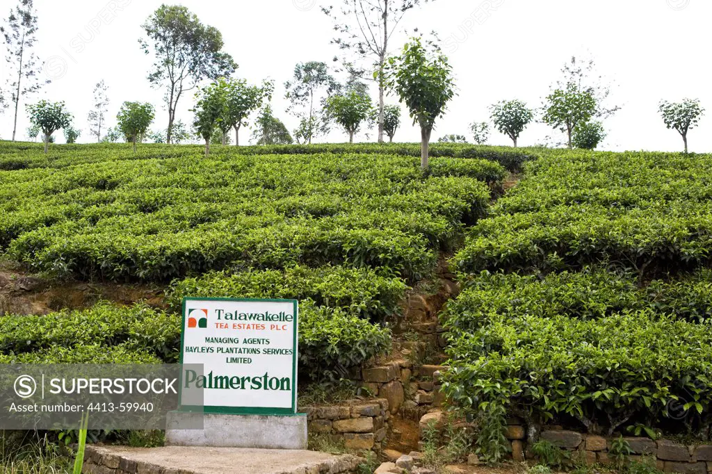 Limit one area of tea plantations Sri Lanka