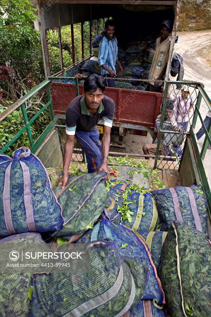 Transport of tea bags to the Tea factory Sri Lanka