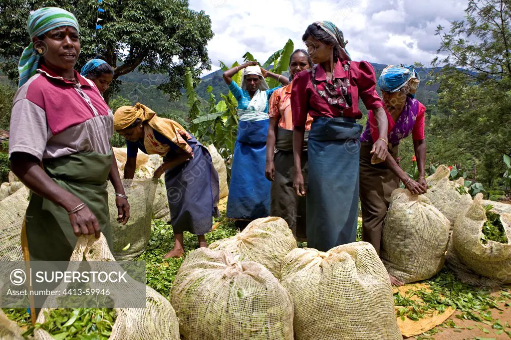 Women filling bags of tea leaves Sri Lanka