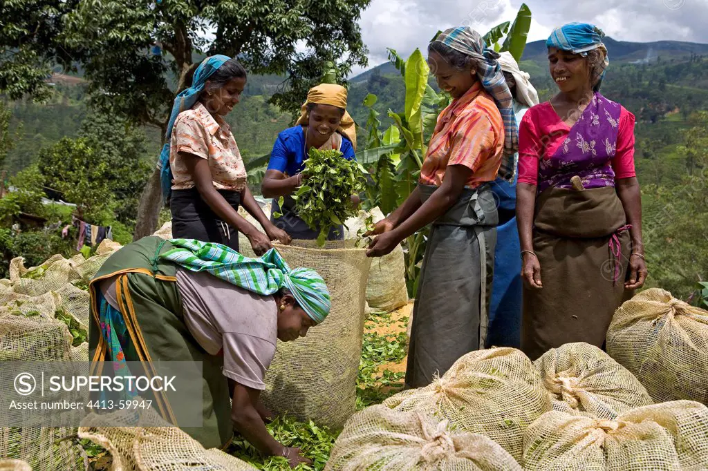 Women filling bags of tea leaves Sri Lanka