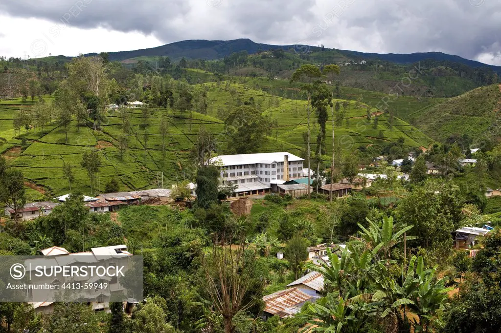 Village in tea plantations Sri Lanka