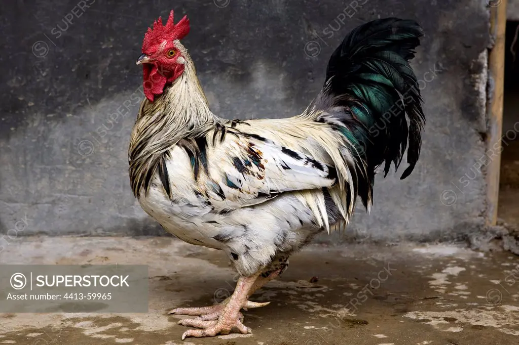 Domestic Cock Sri Lanka