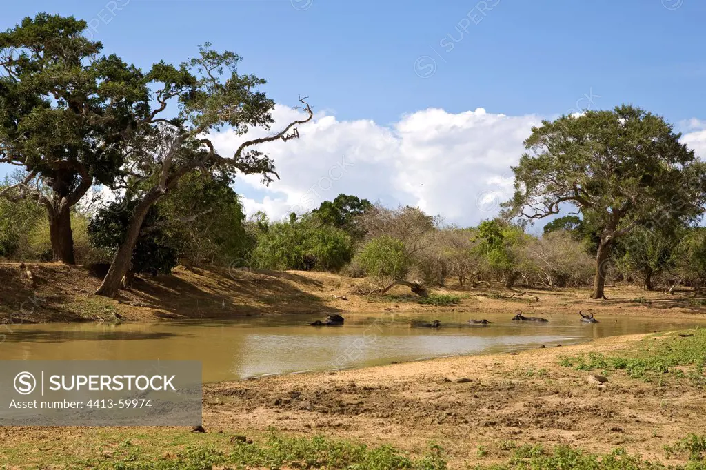 Watering place Yala National Park Sri Lanka