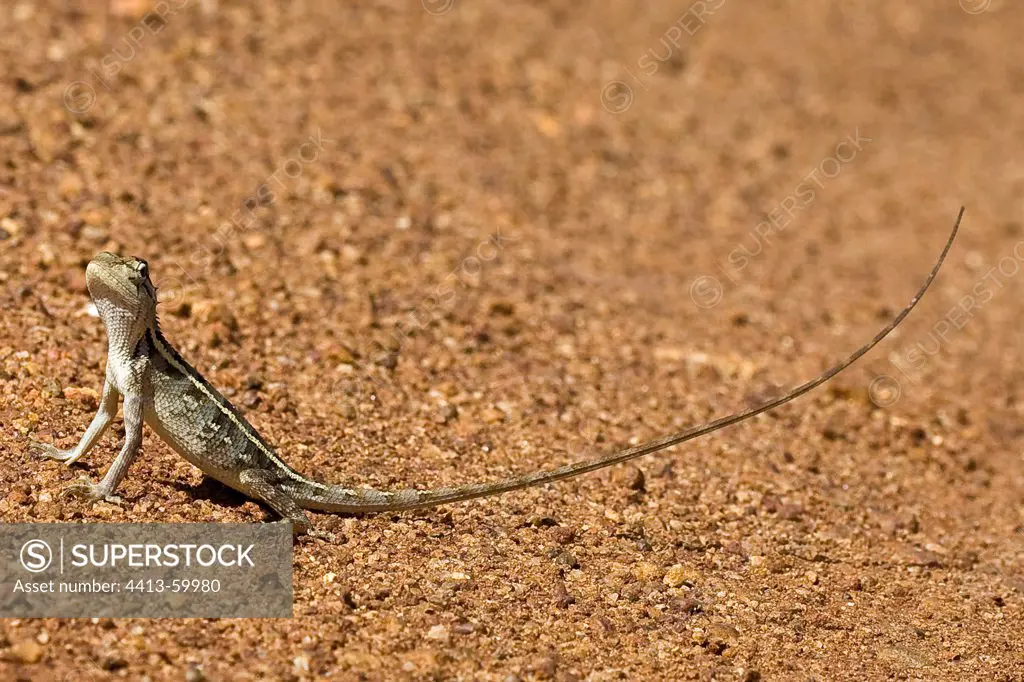 Lizard Bundula National Park Sri Lanka